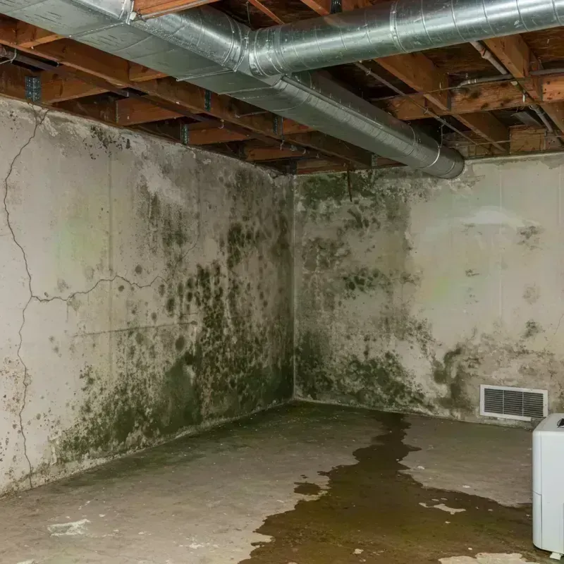 Professional Mold Removal in Evans City, PA